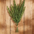 NAPA Home & Garden, BOSTON FERN STEMS, BUNDLE OF 12,N3CC23
