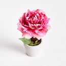 Mini Peony Potted Plant by NAPA Home & Garden