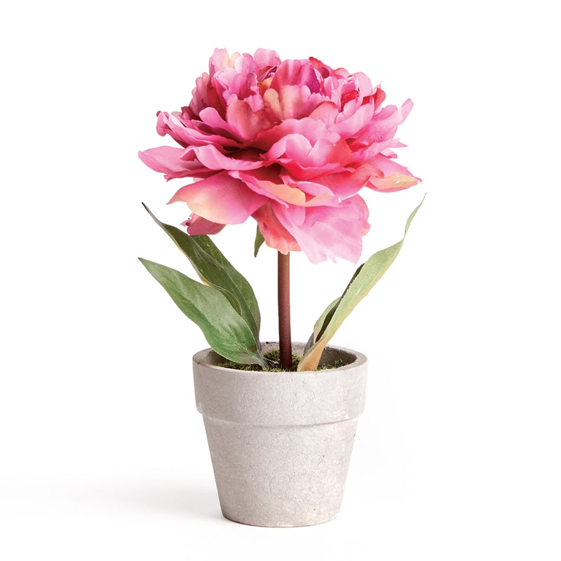 Napa Home Garden, MINI PEONY POTTED 6.5" PINK