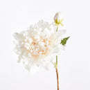 NAPA Home & Garden, Dahlia Stem Collection