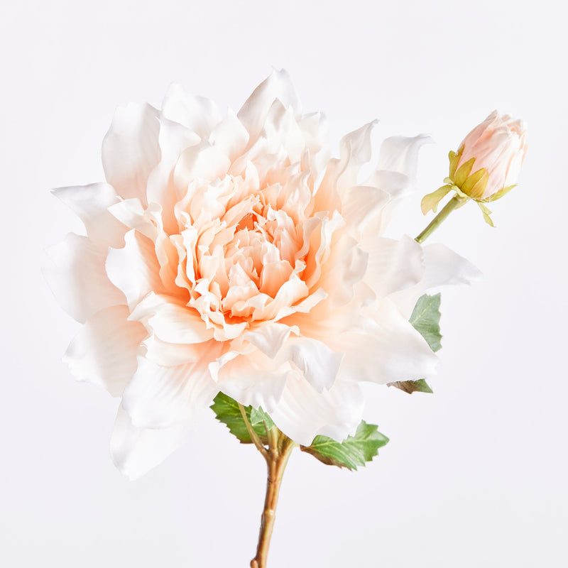 NAPA Home & Garden, Dahlia Stem Collection