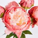 NAPA Home & Garden, Peonies Bundle