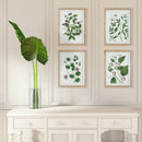 NAPA Home & Garden, VERDANT BRANCH PRINTS, SET OF 4,N3NH26