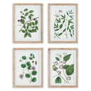 NAPA Home & Garden, VERDANT BRANCH PRINTS, SET OF 4,N3NH26