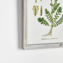 NAPA Home & Garden, PERENNIAL BOTANICAL STUDY, SET OF 6,N3NH37