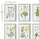 NAPA Home & Garden, PERENNIAL BOTANICAL STUDY, SET OF 6,N3NH37