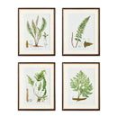 NAPA Home & Garden, STRUCTURAL FERN STUDY, SET OF 4,N3NH41