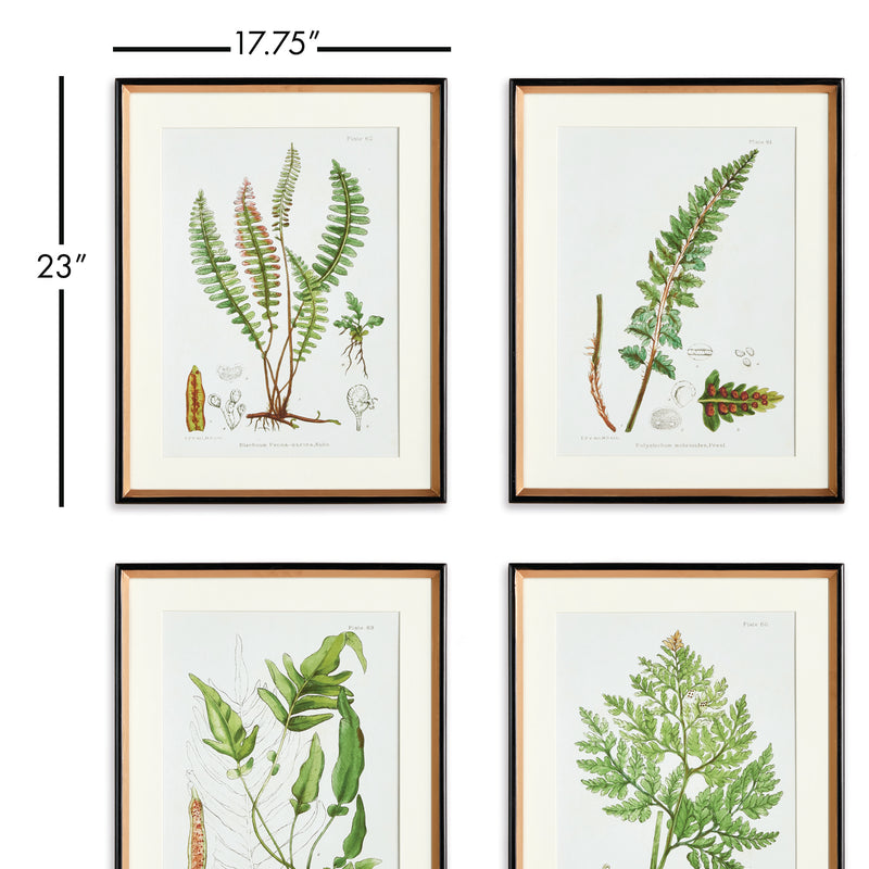 NAPA Home & Garden, STRUCTURAL FERN STUDY, SET OF 4,N3NH41