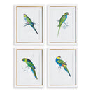 NAPA Home & Garden, COLORFUL PARROT PRINTS, SET OF 4,N3NH45