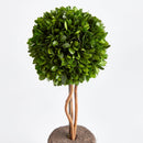 "NAPA Home & Garden, Boxwood Topiary Drop-In Collection"