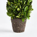 "NAPA Home & Garden, Boxwood Topiary Drop-In Collection"
