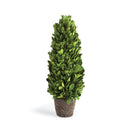 "NAPA Home & Garden, Boxwood Topiary Drop-In Collection"