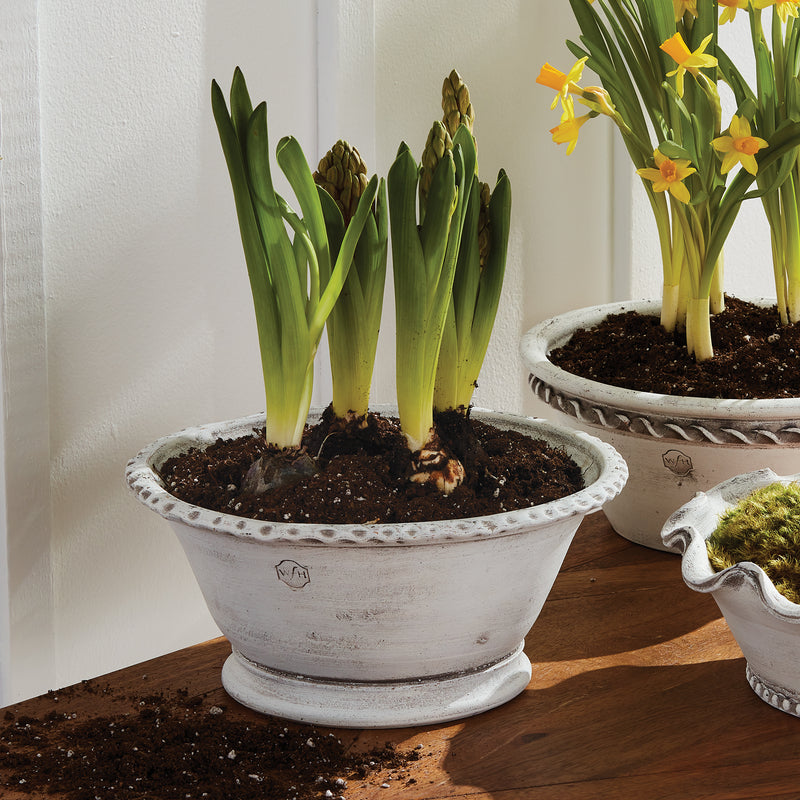 NAPA Home & Garden, WAKEFIELD HANDMADE ALVENA FORCING POT