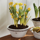 NAPA Home & Garden, WAKEFIELD HANDMADE HENLEY FORCING POT