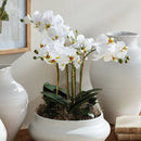 "NAPA Home & Garden, PHALAENOPSIS ORCHID DROP-IN COLLECTION"