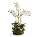 "NAPA Home & Garden, PHALAENOPSIS ORCHID DROP-IN COLLECTION"