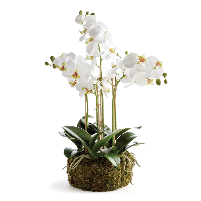 Napa Home Garden, PHALAENOPSIS ORCHID BOWL DROP-IN 20"