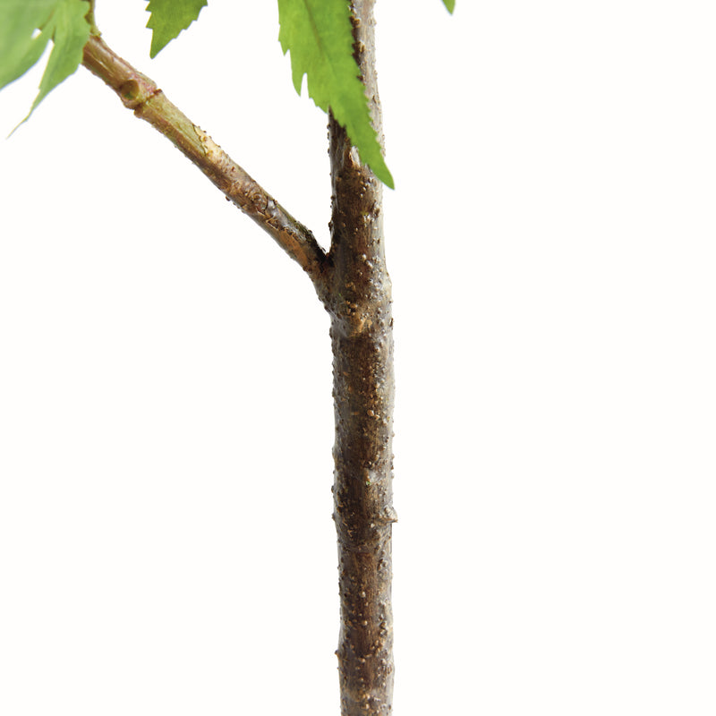 MAPLE SPRAY 71"