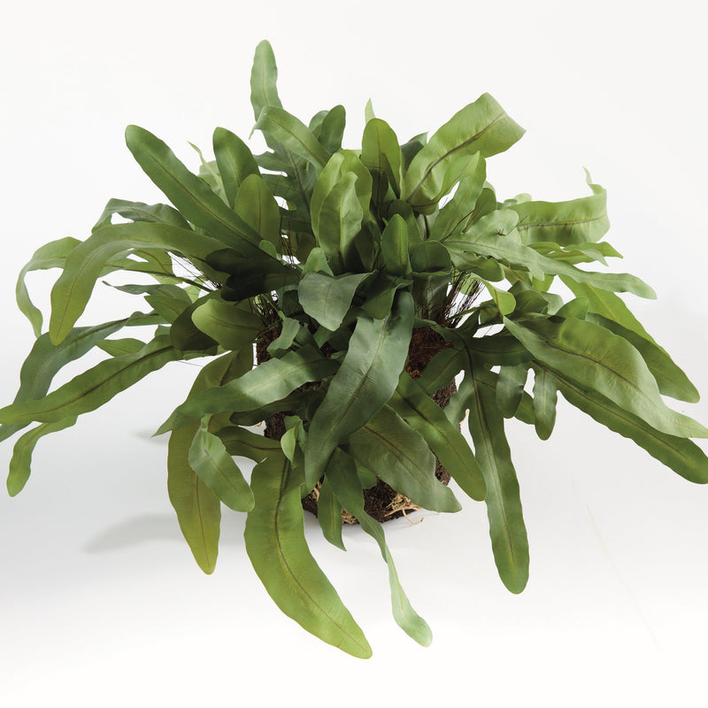 NAPA Home & Garden, ECHEVERIA FERN & OLIVE TREE COLLECTION