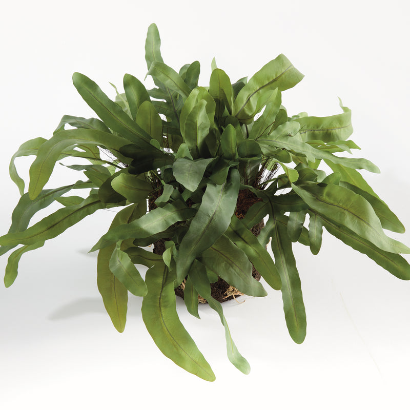 NAPA Home & Garden, ECHEVERIA FERN DROP-IN 13.5",N4CC10