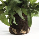 NAPA Home & Garden, ECHEVERIA FERN & OLIVE TREE COLLECTION