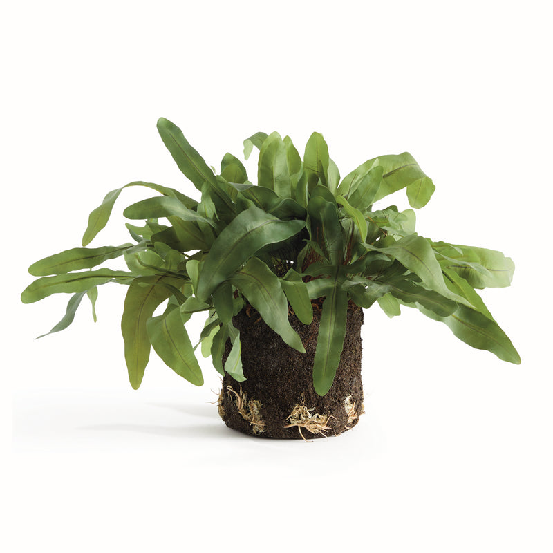 NAPA Home & Garden, ECHEVERIA FERN DROP-IN 13.5",N4CC10