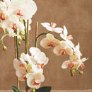 "NAPA Home & Garden, PHALAENOPSIS ORCHID DROP-IN COLLECTION"