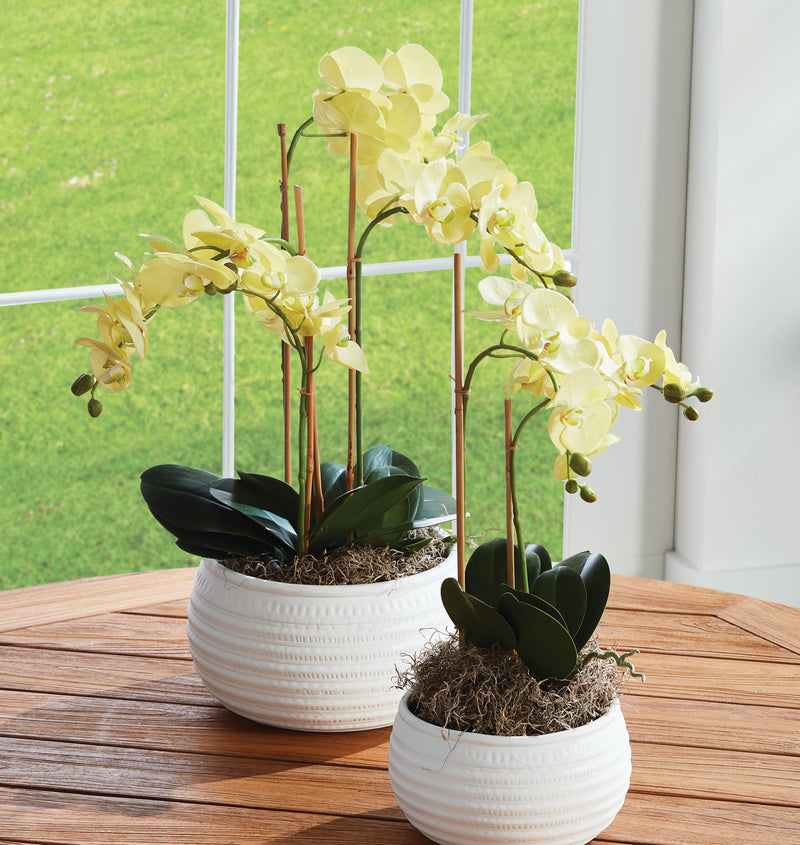 Napa Home Garden, PHALAENOPSIS ORCHID DROP-IN 30"