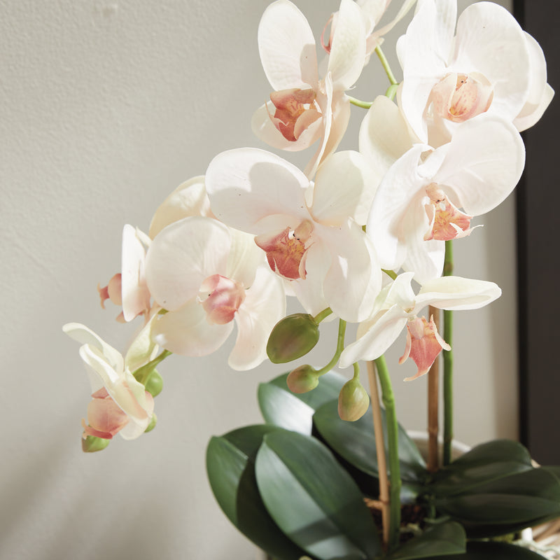 NAPA Home & Garden, PHALAENOPSIS ORCHID DROP-IN 23",N4CC1201PKL