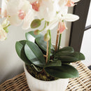 "NAPA Home & Garden, PHALAENOPSIS ORCHID DROP-IN COLLECTION"
