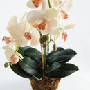 "NAPA Home & Garden, PHALAENOPSIS ORCHID DROP-IN COLLECTION"