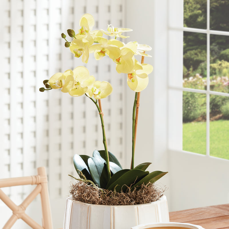 Napa Home Garden, PHALAENOPSIS ORCHID DROP-IN 23"