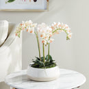 NAPA Home & Garden, PHALAENOPSIS 16" MINI GARDEN DROP-IN,N4CC129PKL