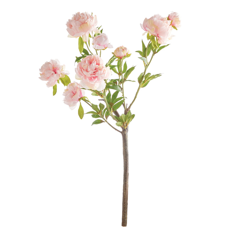 NAPA Home & Garden, PEONY BRANCH,N4GP02PKL