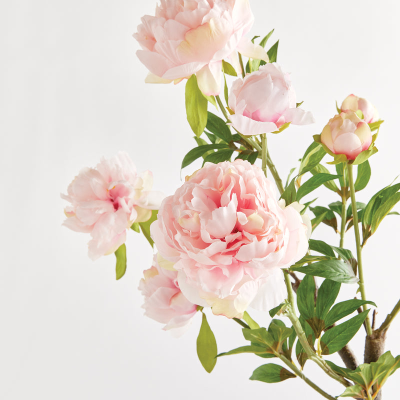 NAPA Home & Garden, PEONY BRANCH,N4GP02PKL