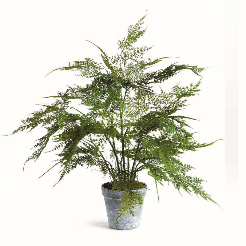 NAPA Home & Garden, PLUMOSA FERN DROP-IN 17",N4GP05