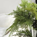 "Plumosa Fern Drop-In by NAPA Home & Garden"