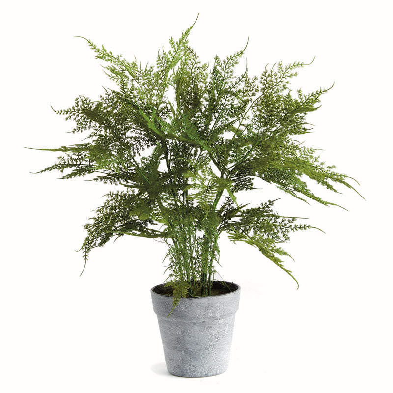 "Plumosa Fern Drop-In by NAPA Home & Garden"