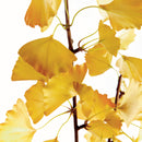 Ginkgo Branch Decor by NAPA Home & Garden