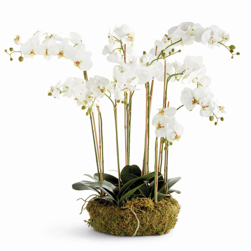 "NAPA Home & Garden, PHALAENOPSIS ORCHID DROP-IN COLLECTION"