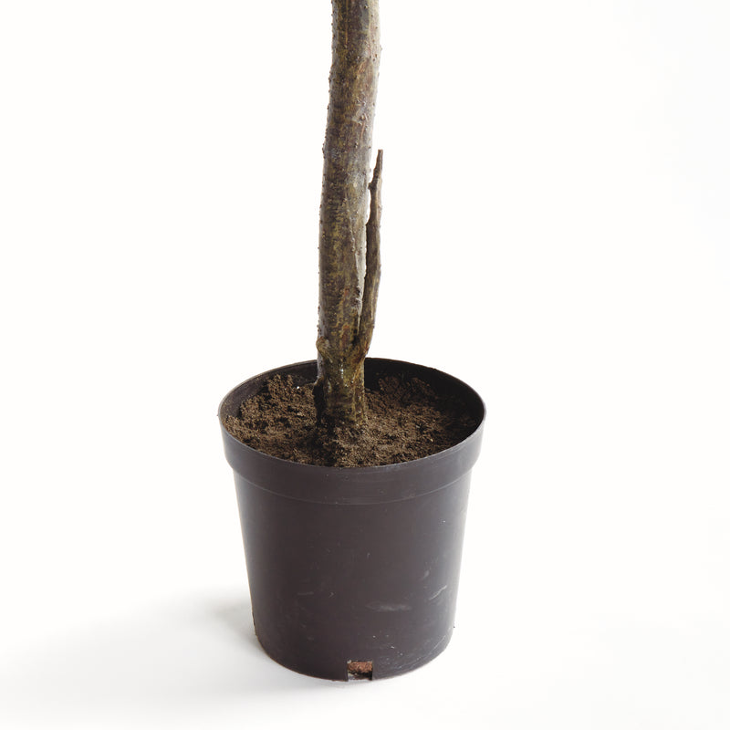 SHADY LADY OLIVE TREE DROP-IN 90"