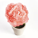 Mini Peony Potted Plant by NAPA Home & Garden