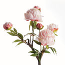 PEONY BRANCH