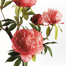 PEONY BRANCH