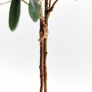 OLIVE STEMS WITH OLIVES 32", BUNDLE OF 2