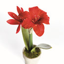 MINI AMARYLLIS POTTED DROP-IN 9"
