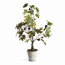 FIG TREE WITH FIGS POTTED DROP-IN 34"