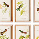 HUMMINGBIRDS IN BLOOMS STUDY, SET OF 8