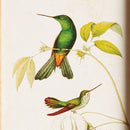 HUMMINGBIRDS IN BLOOMS STUDY, SET OF 8