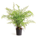 NAPA Home & Garden, SOFT FERN DROP-IN Collection
